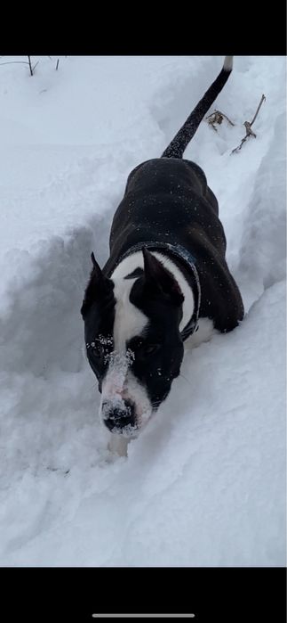 Отдам питбуля девочку