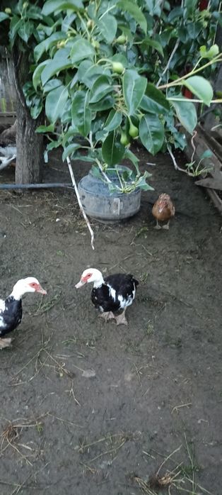 Rațe și gâște de vânzare