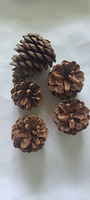 Шишки ёловые 45 шт