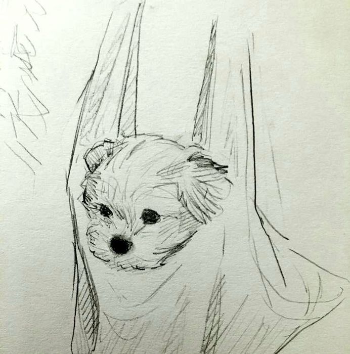 Рисую ваших животных :)