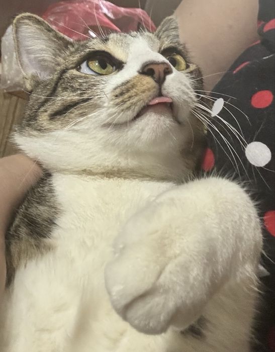 Кот Стёпа 1,5 года