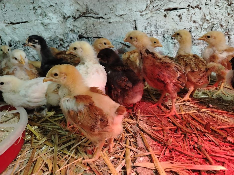 Vând 48 de pui de 5 saptamani