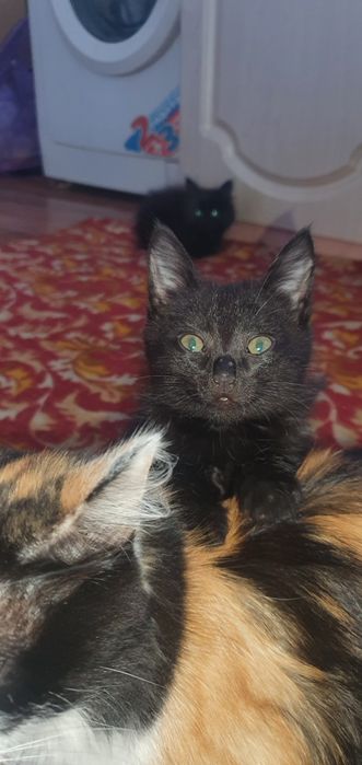 Отдам котят в добрые руки