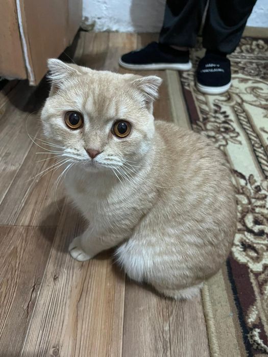 Отдам полупородистого кота