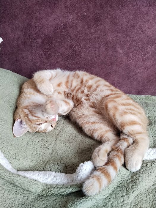 Отдам Кота в хорошее руки