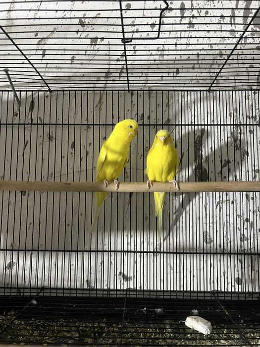 Волнистые попугаи пара лимон