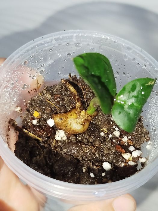 Zamiakulkas Zenzi detkasi