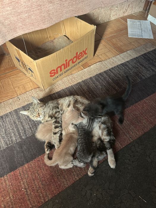 Котята даром в добрые руки