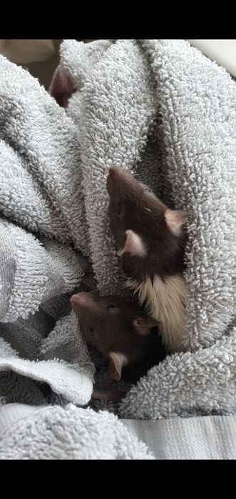 Șobolani pui femele