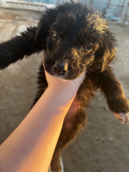 Күшіктер тегін жақсы адамға