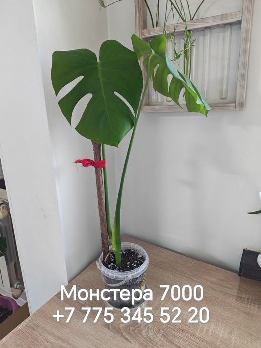 Комнатные растения