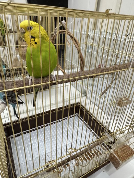 Попугаи 3 шт, 2 клетка. нурсат