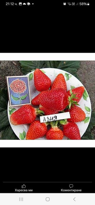 Продавам расад ягоди и малини