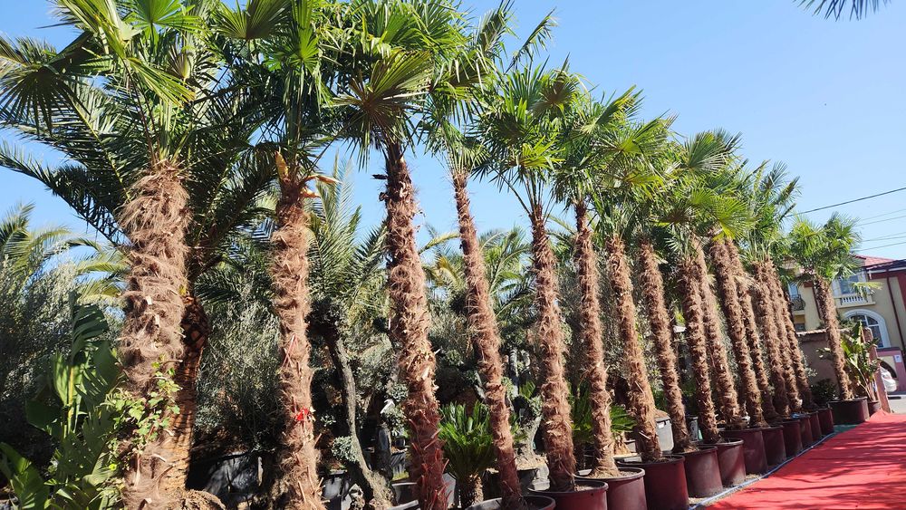 Palmieri rezistenti iarna 1000 disponibili pe stoc livrare rapida toata tara