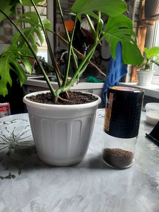Комнатные цветы продам
