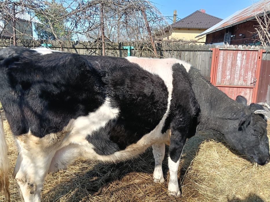 Vand vaca gestanta la 4 fatare