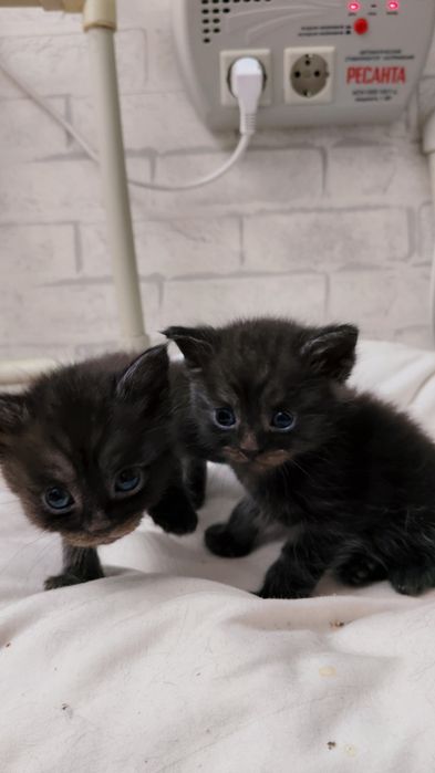Котики  шотландские скотиш 2 месяца