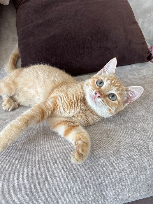 Котенок, бесплатно