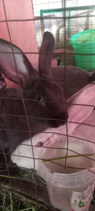 Куенлар сотилади