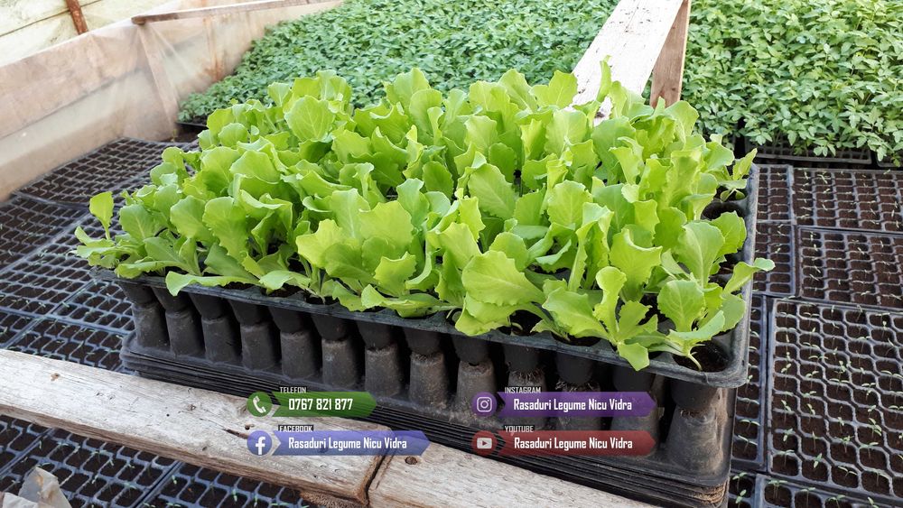 Rasaduri de rosii pentru solar si camp | Rasad legume ardei castraveti