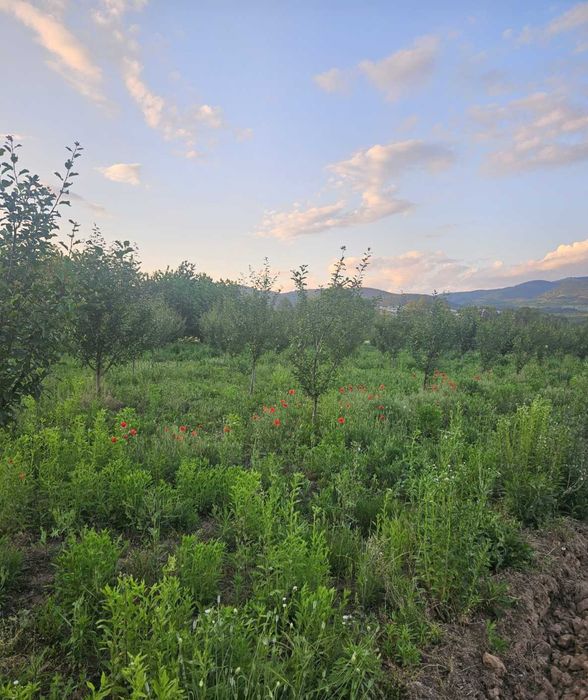 Продава градина в с.Жабокрът общ.Кюстендил