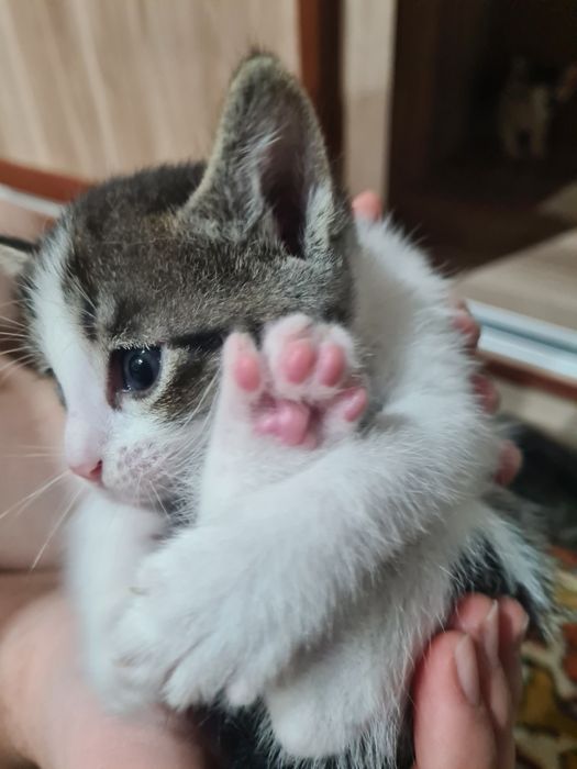 Красивые котята!