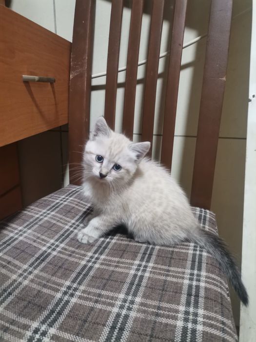Отдадим в доьрые руки котята