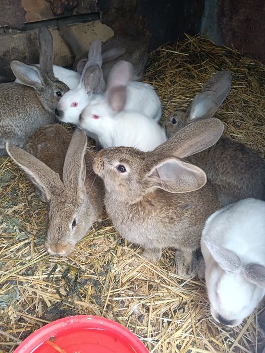 Iepuri Uriasi Germani și Uriași de Transilvania