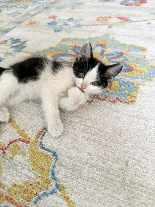 Котенок ищет себе семью