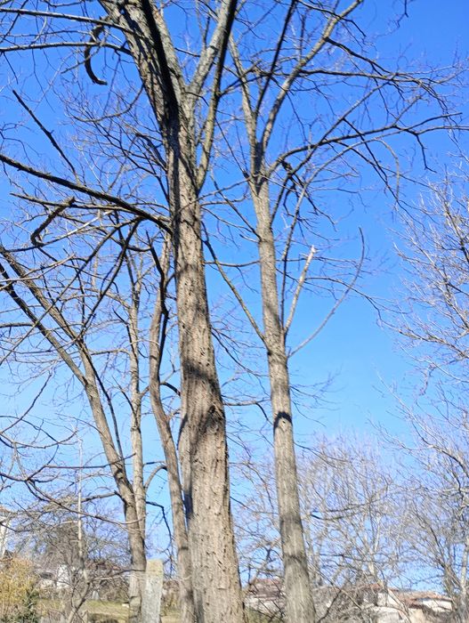 10 броя акации високи около 15 метра.