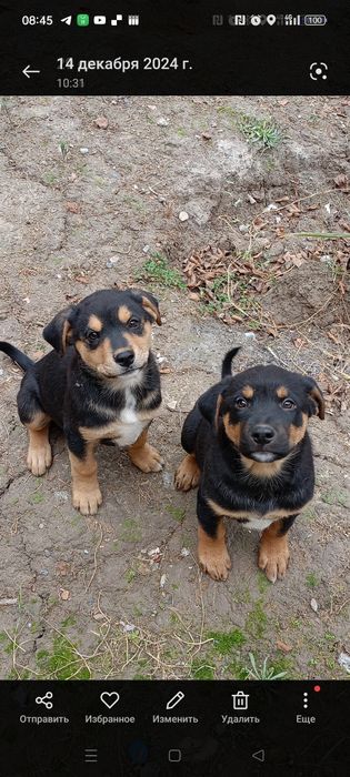 Парода ротвейлер 5 месични