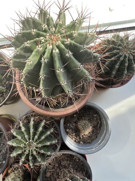 Кактусы 13-20 см высотой