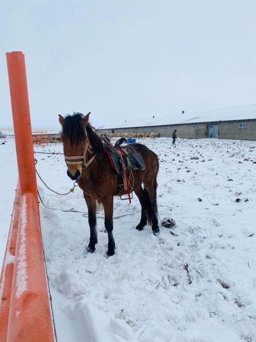 Міңгі дөнен сатылады