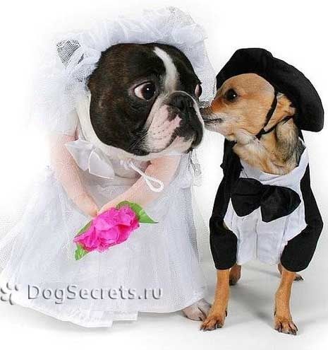 Помогу повязать и развязать Ваших собак