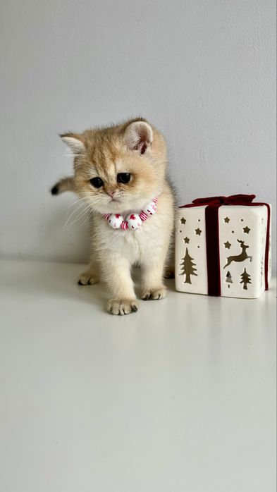 Fetita British Shorthair Chinchilla Gold - Certificat Pedigree