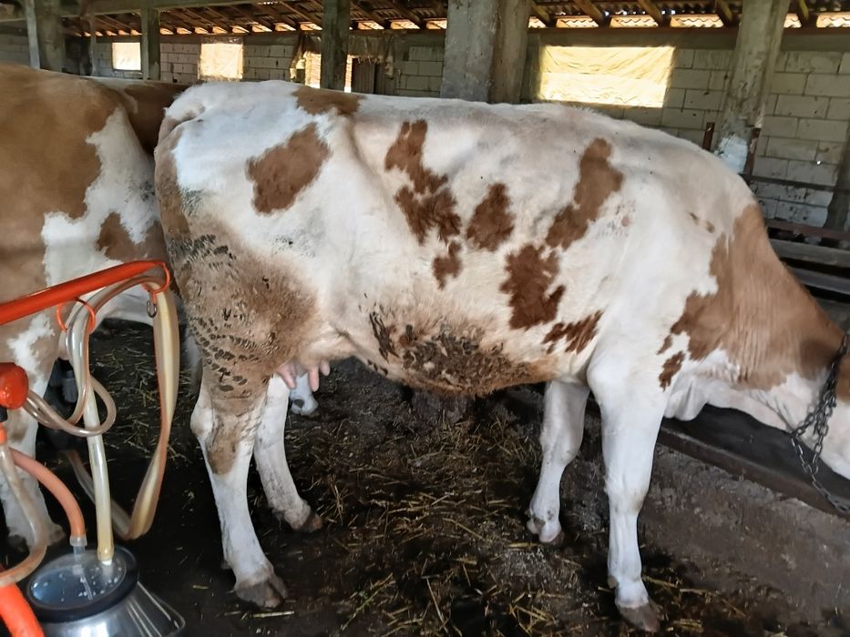 Va vaca cu lapte