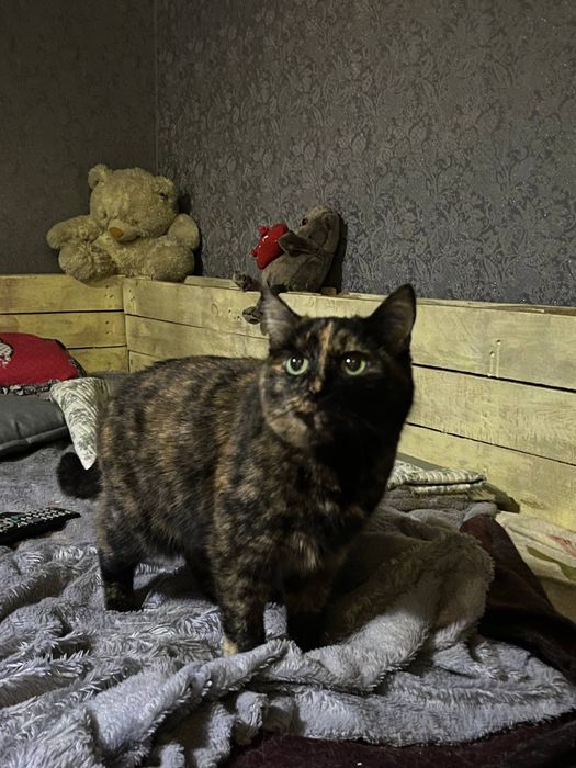 Кот и кошка в добрые руки