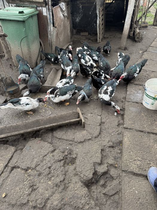 Vand rațe mute 50 lei buc