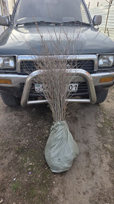 Посадка деревьев и кустарников
