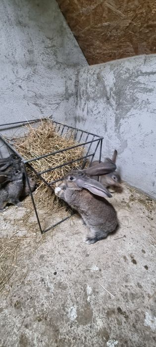 Iepuri de vinzare Uriaș German