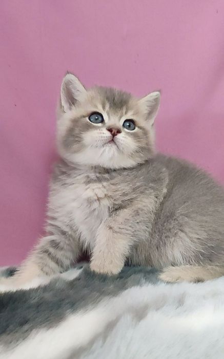 британский мальчик голубая шиншилла