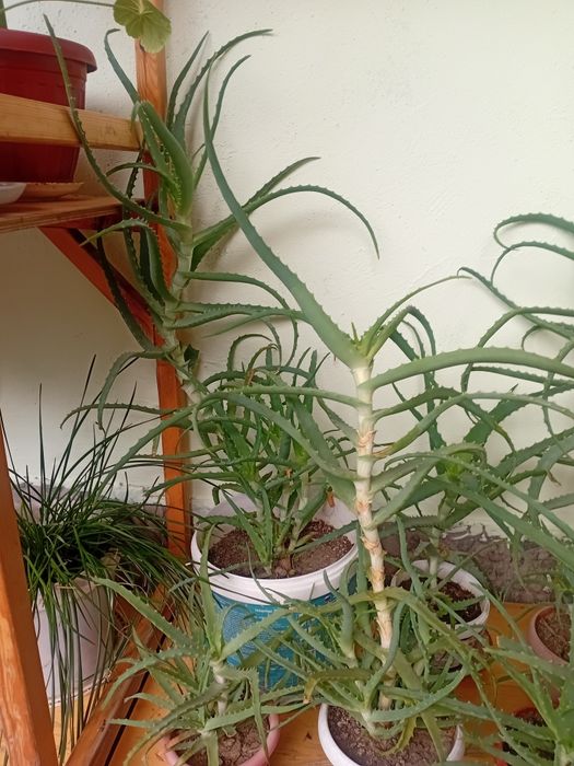 Алоэ лечебное  продаётся