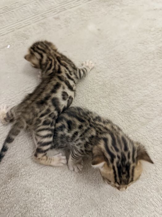 Продаю бенгальских котят
