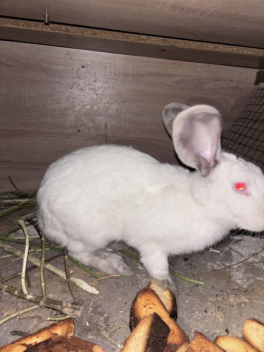 Продам 2 зайцев