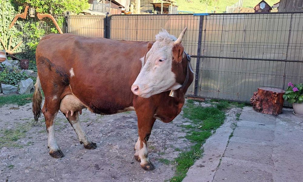 Vând vacă cu vitel