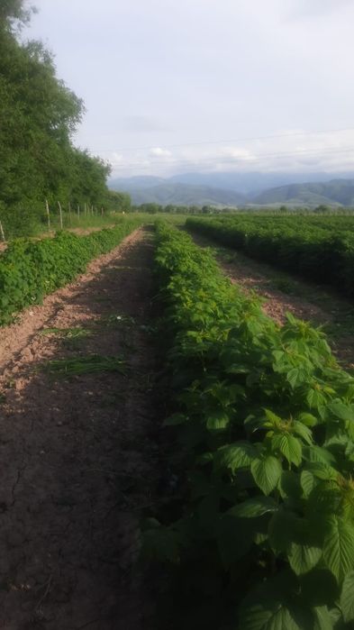 Продам саженцы малины