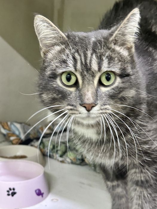 Кот без лапки изет дом