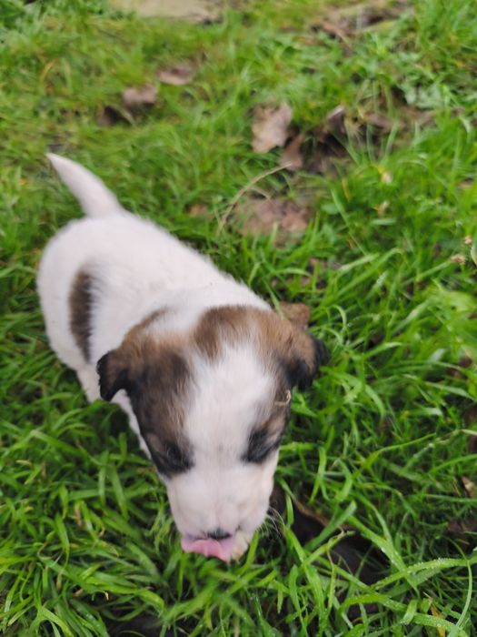 Donez cățelus Metis