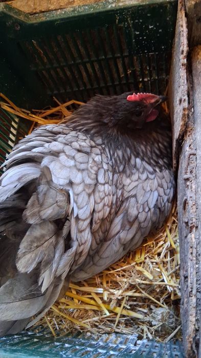 Oua de incubat australorp