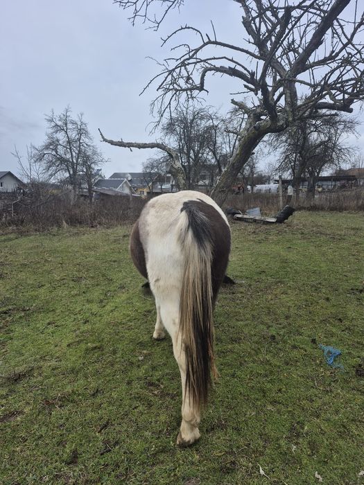 Vând cârlană semigrea